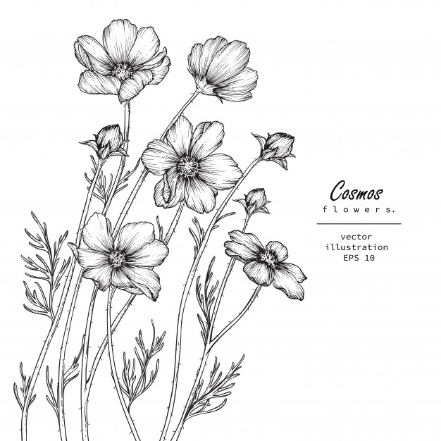 626x626 flower drawings vector - Cosmos Flower Drawing