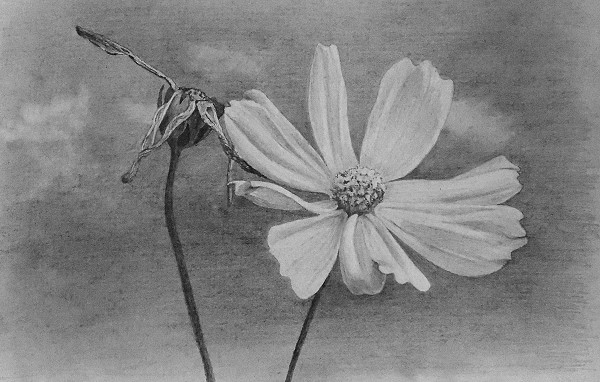 600x382 how to draw cosmos flowers - Cosmos Flower Drawing
