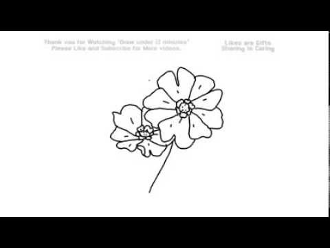 480x360 how to draw a cosmo flower under minutes yzarts yzarts - Cosmos Flower Drawing