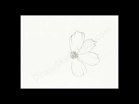 480x360 how to draw cosmos - Cosmos Flower Drawing