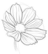 188x214 image result for cosmos flower drawings drawing - Cosmos Flower Drawing