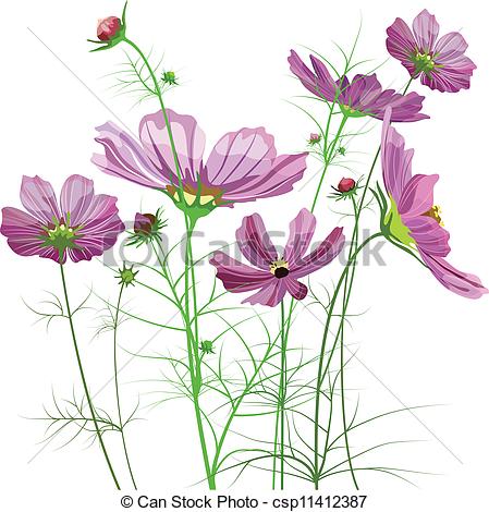 449x470 vector garden flowers, cosmos bipinnatus - Cosmos Flower Drawing