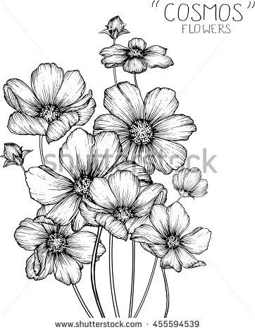 362x470 cosmos flowers clip art or illustration painting practice - Cosmos Flower Drawing