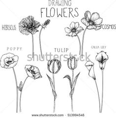 236x240 cosmos flowers flowers drawings vector - Cosmos Flower Drawing