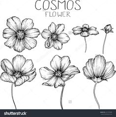 236x238 mix flowers drawing vector illustration and clip art cherry - Cosmos Flower Drawing