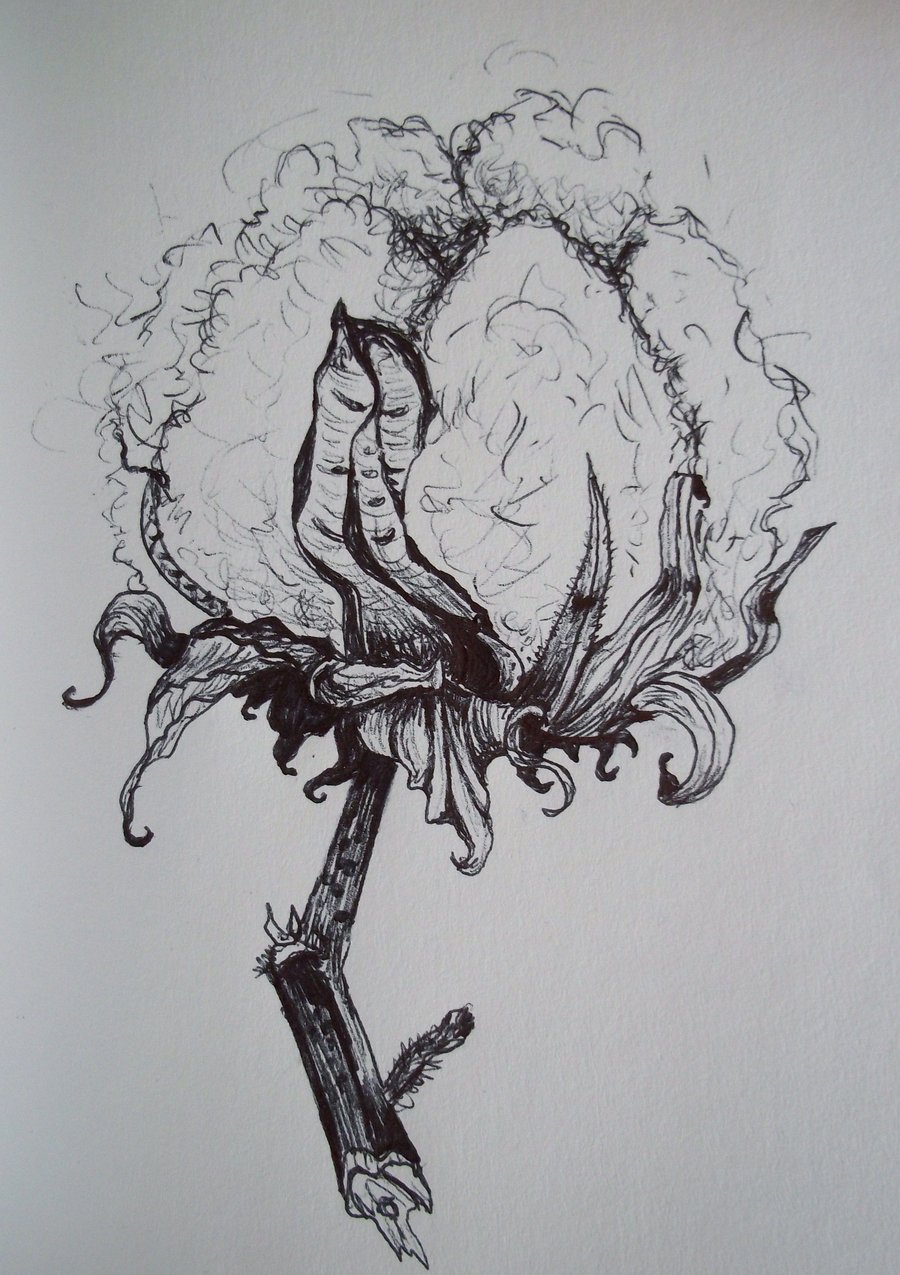 900x1275 Cotton Boll Drawing - Cotton Boll Drawing