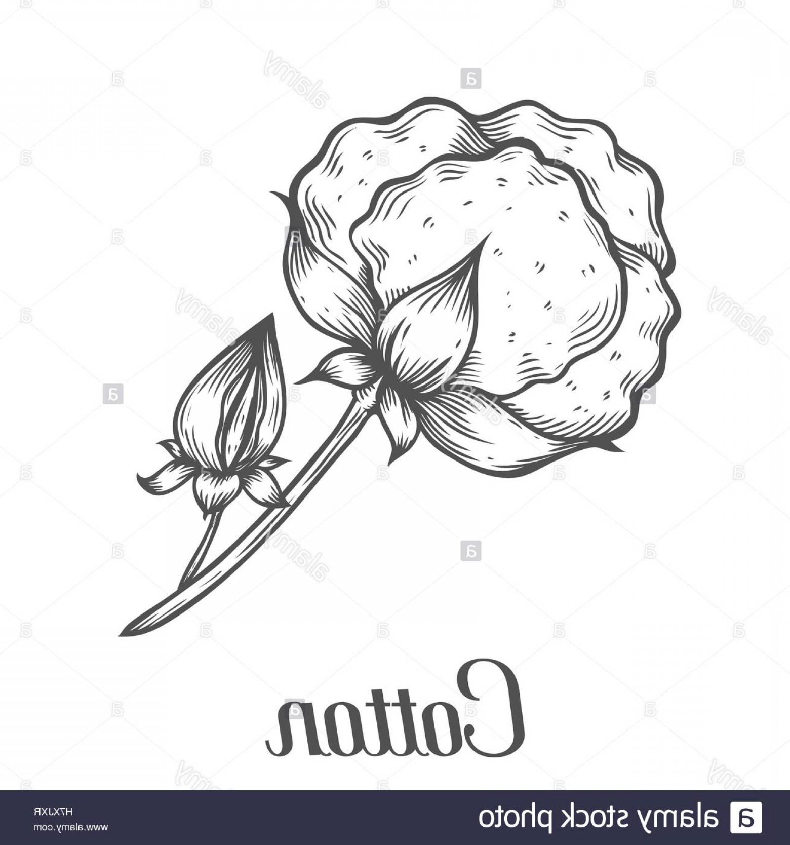 1560x1668 cotton boll vector arenawp - Cotton Boll Drawing