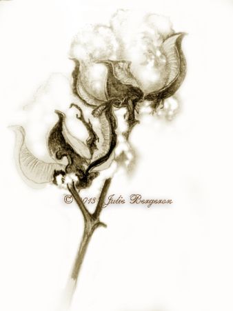 338x451 Drawing Cotton Bolls Cotton Boll Decor Cotton Painting, Cotton - Cotton Boll Drawing