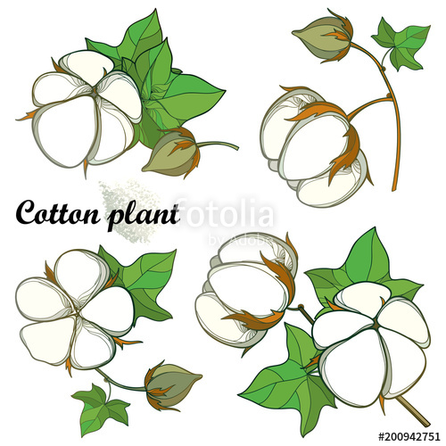 500x500 Vector Set With Outline Cotton Boll Bunch With Leaf And Capsule - Cotton Boll Drawing