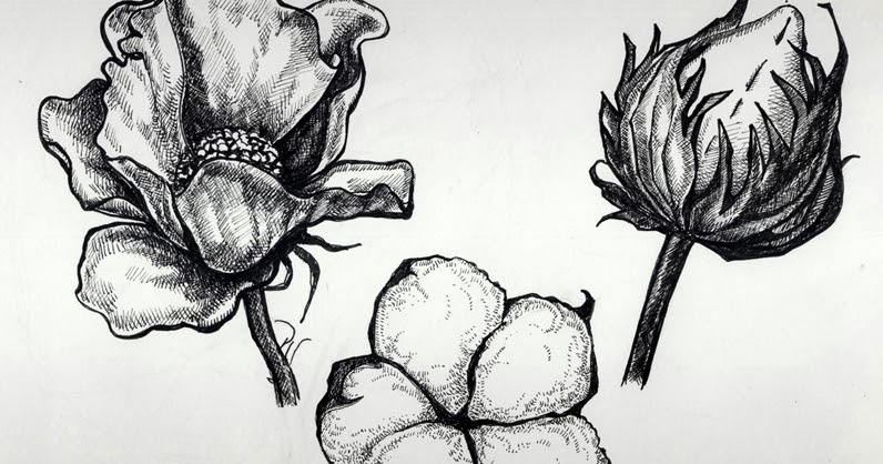 796x418 Klinarts Cotton, Pen Sketches - Cotton Boll Drawing