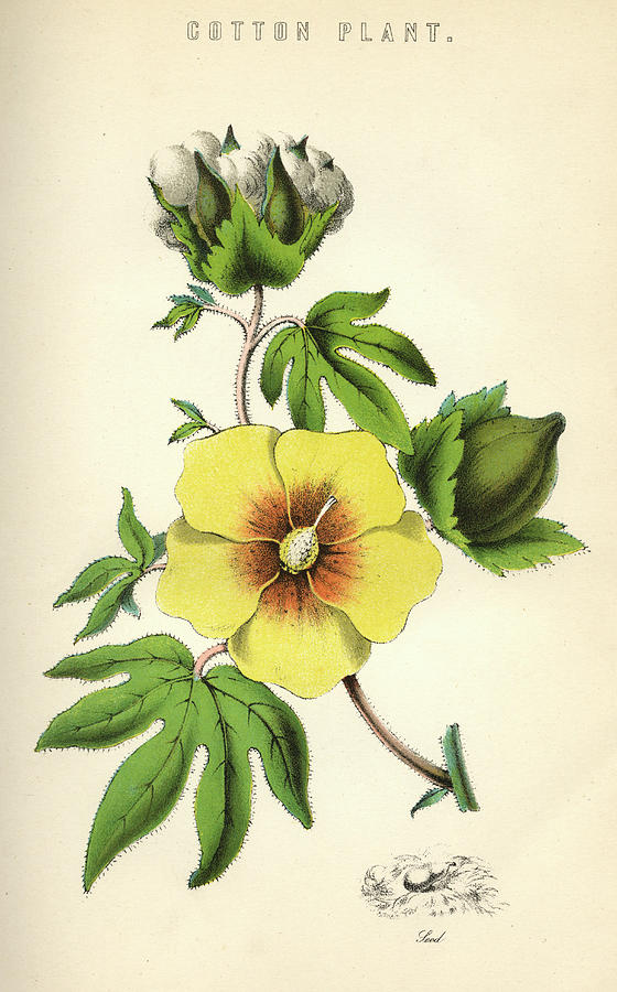 560x900 cotton plant showing flower, seed drawing - Cotton Drawing