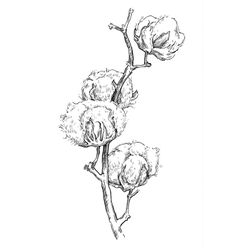 236x248 image result for cotton plant drawing cotton cotton painting - Cotton Drawing