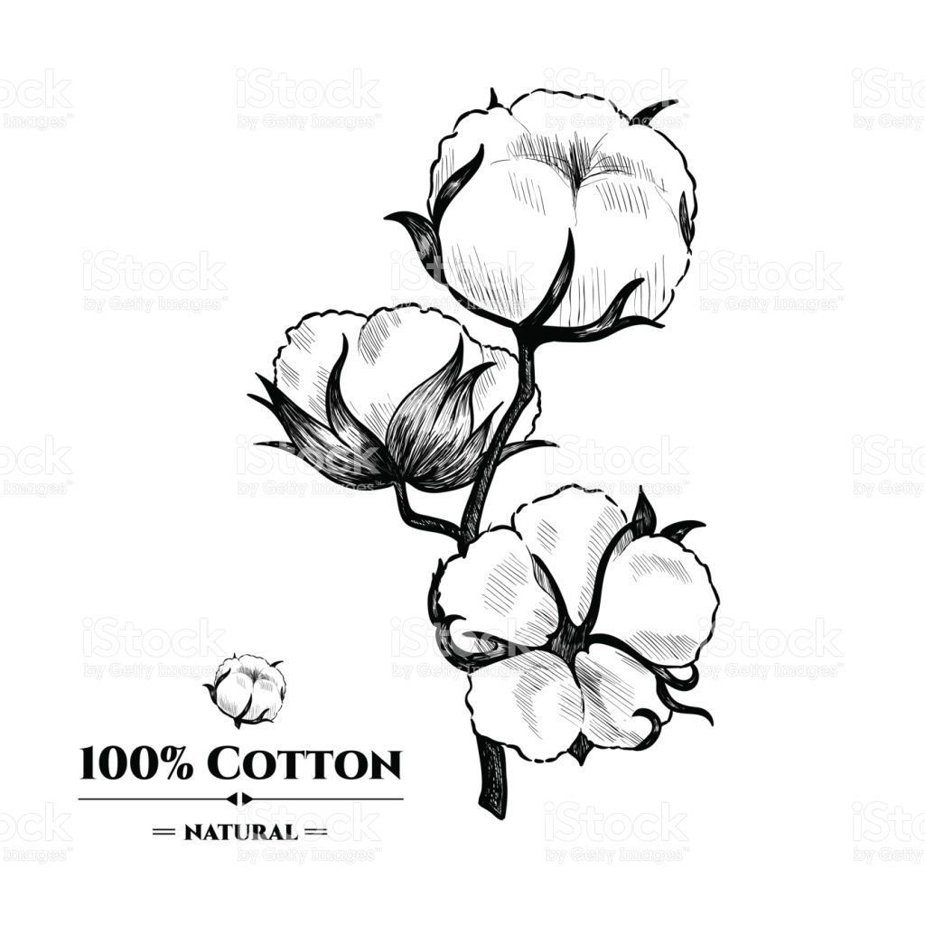 1024x1024 Image Result For Cotton Plant Drawing Projects To Try Drawings - Cotton Drawing