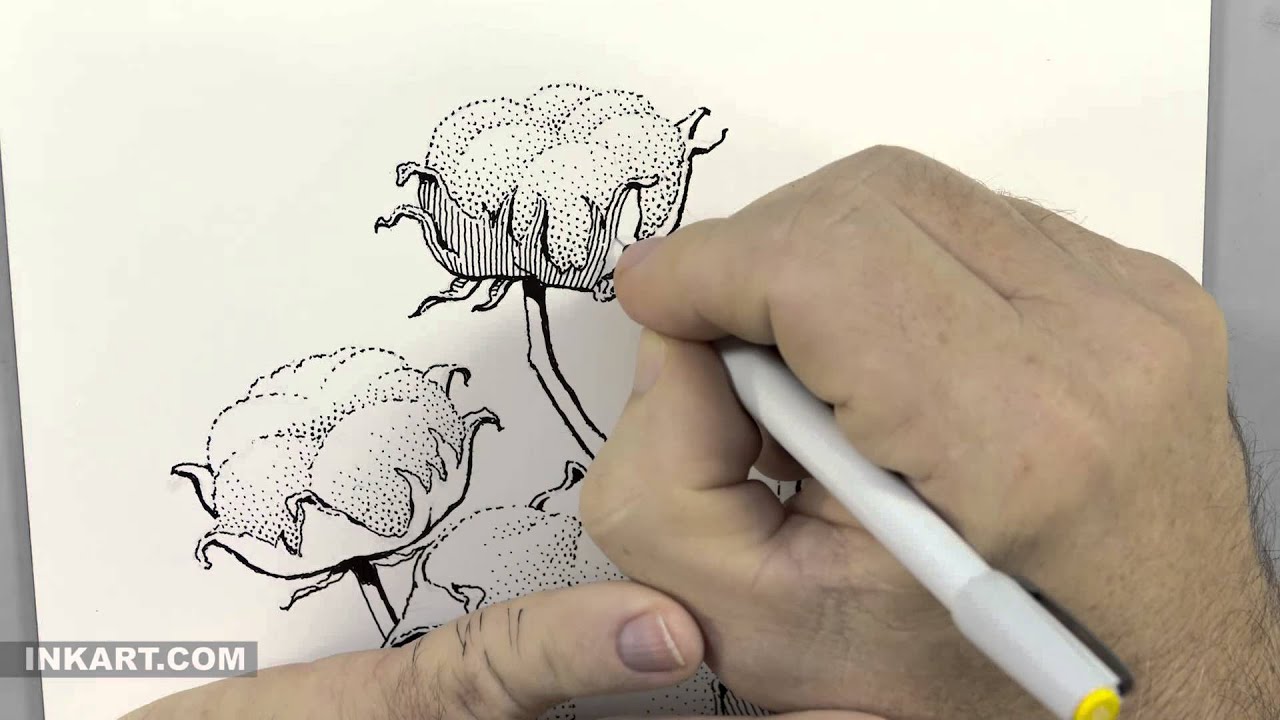 1280x720 scratchboard illustration of a cotton plant - Cotton Drawing