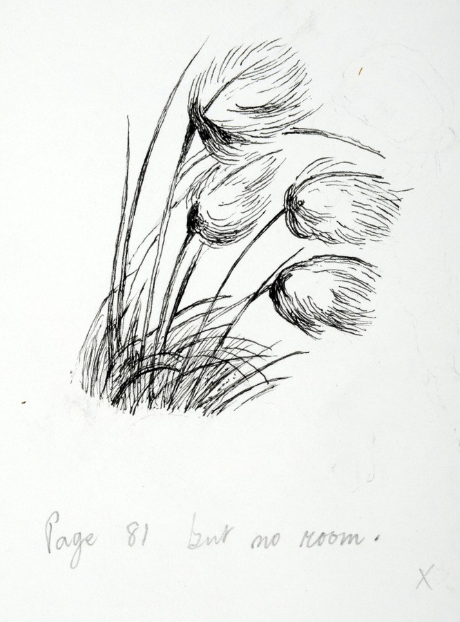 666x900 cotton gin coloring - Cotton Drawing