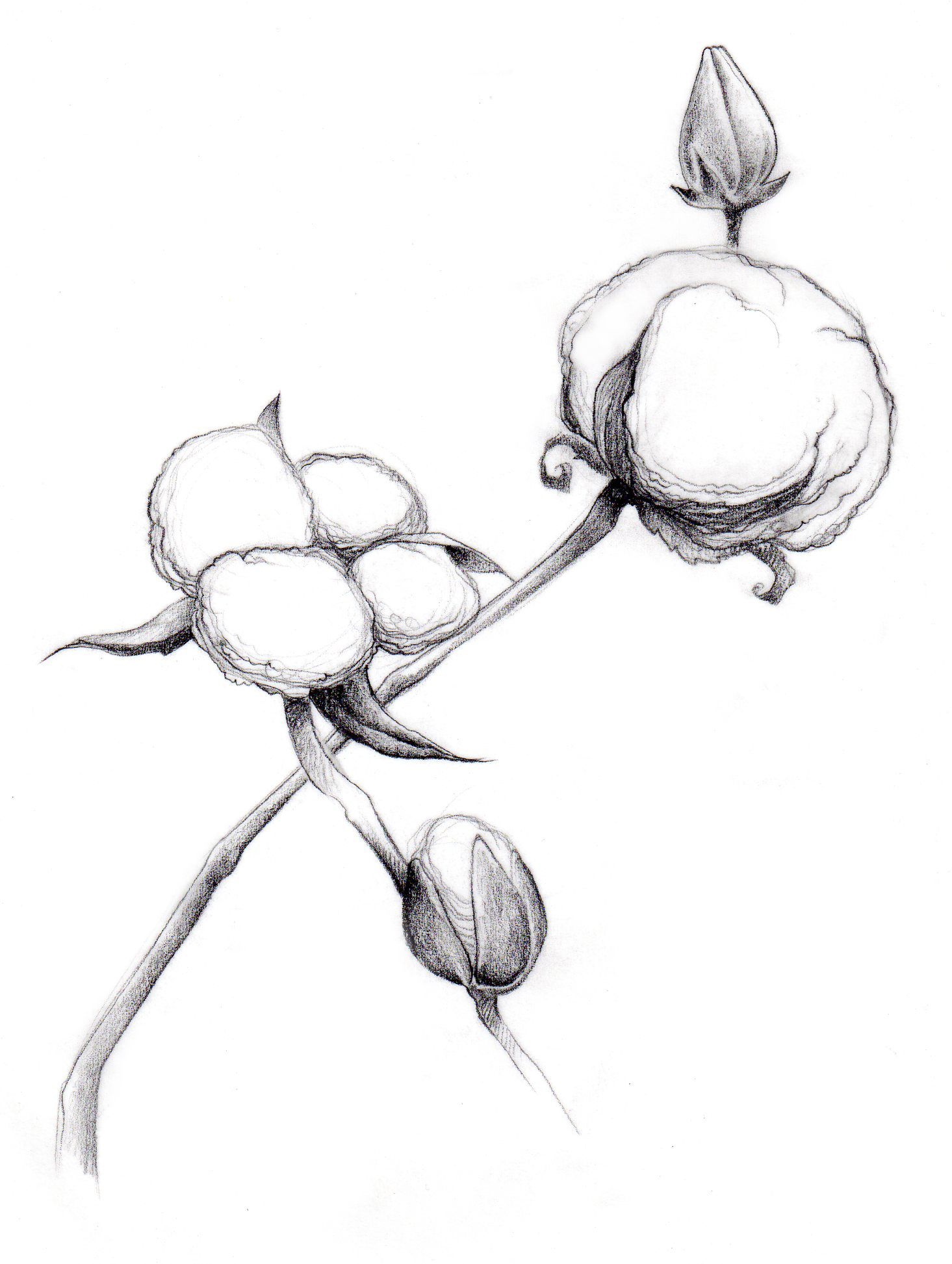 drawing of cotton seeds