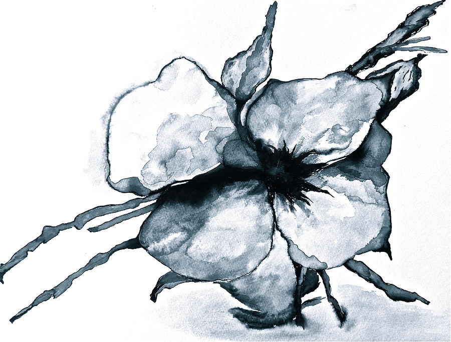 900x683 cotton flower drawing - Cotton Drawing