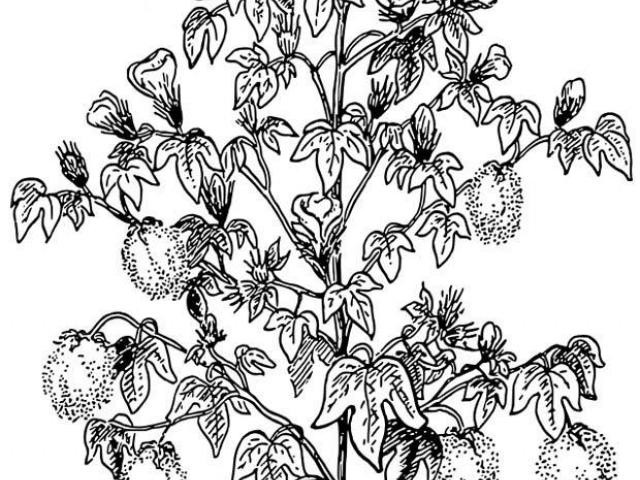 640x480 Cotton Plant Drawing - Cotton Plant Drawing