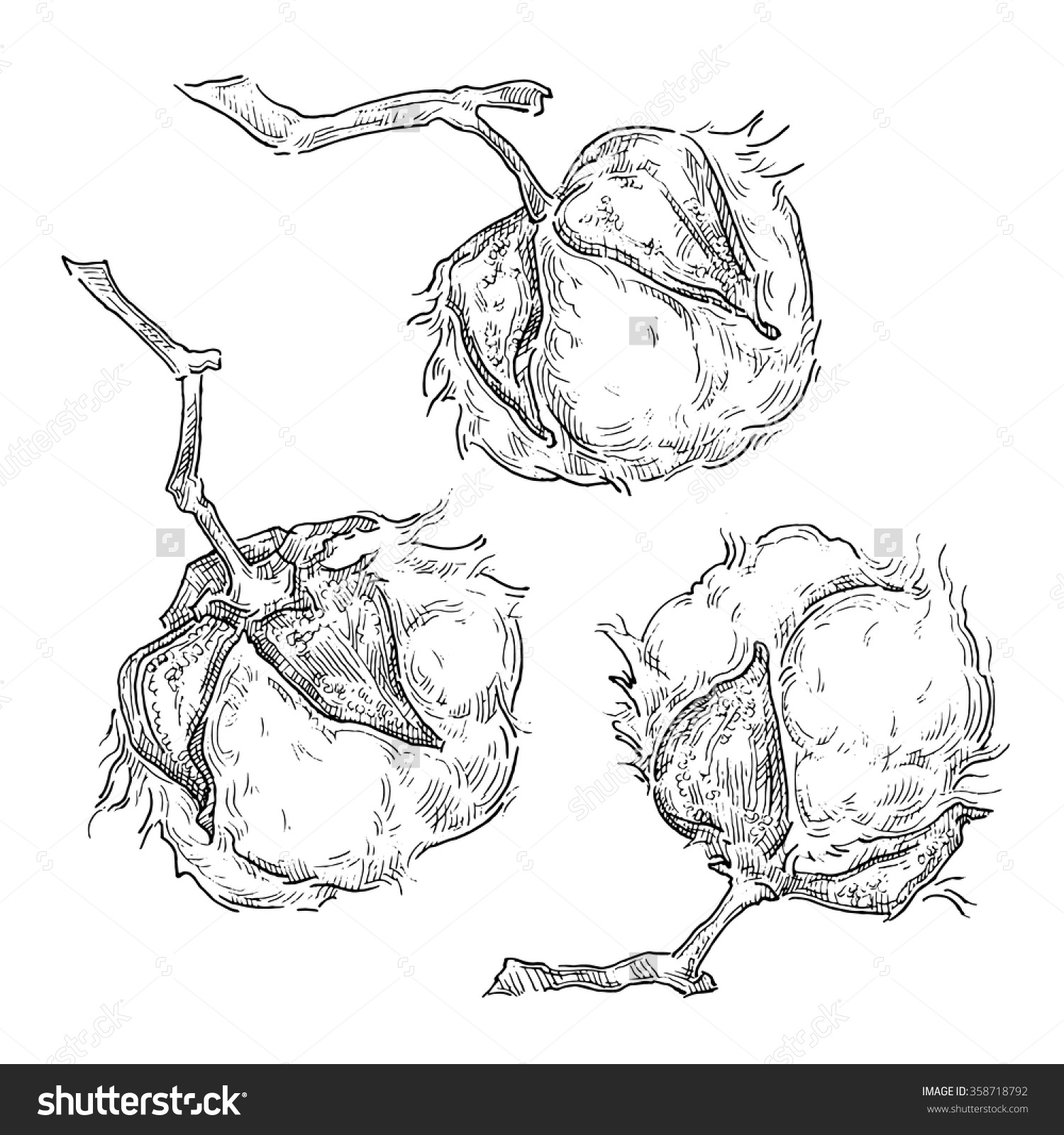 1500x1600 Cotton Plant Drawing - Cotton Plant Drawing