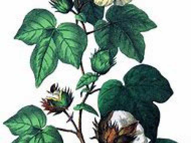 640x480 Cotton Plant Drawing - Cotton Plant Drawing