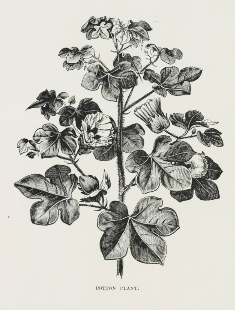 779x1024 Cotton Plant - Cotton Plant Drawing
