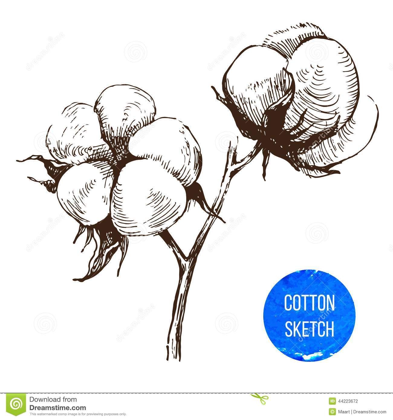 Cotton Plant Drawing at PaintingValley.com | Explore collection of