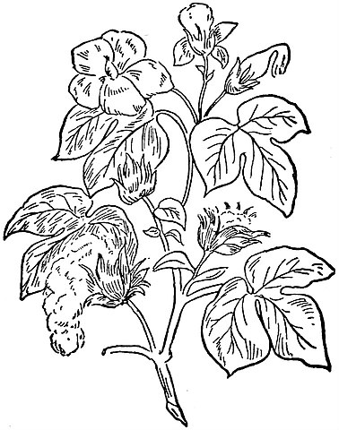 378x480 Filecollier's Cotton - Cotton Plant Drawing