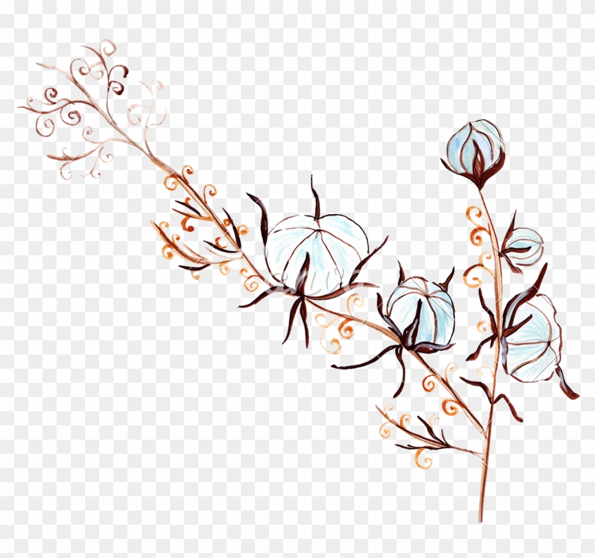840x787 Hand Drawing Flowers And Cotton Plants - Cotton Plant Drawing