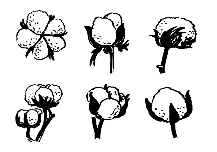 700x490 Hand Drawn Cotton Plant Vector - Cotton Plant Drawing