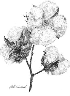 236x323 image result for cotton plant drawing cotton cotton painting - Cotton Plant Drawing
