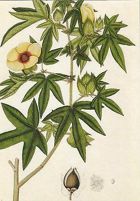 280x400 postcard botanical drawing kew royal gardens tree cotton plant - Cotton Plant Drawing