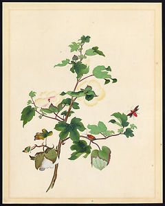 240x300 Antique Drawing Watercolour Cotton Plant Stainer Anonymous Ebay - Cotton Plant Drawing