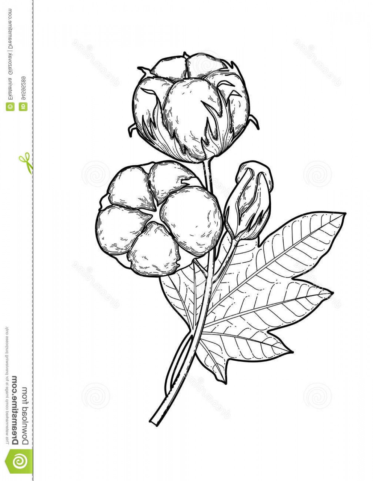 1210x1560 Stock Illustration Graphic Cotton Plants Plant Vector Art Isolated - Cotton Plant Drawing