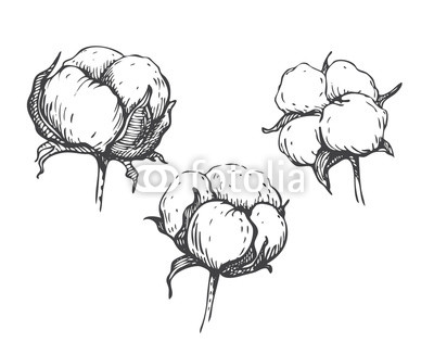 400x327 Vector Set Of Hand Draw Ink Cotton Plant Buy Photos Ap Images - Cotton Plant Drawing