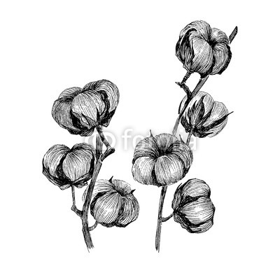 400x400 Vector Set Of Hand Draw Ink Cotton Plant Engraving Illustration - Cotton Plant Drawing