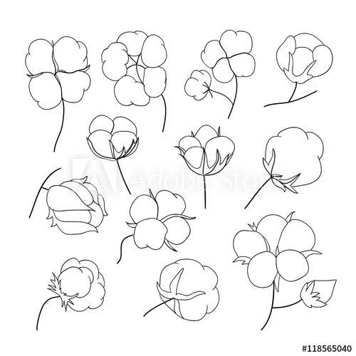 500x500 Vector Set Of Hand Draw Outline Cotton Plant - Cotton Plant Drawing