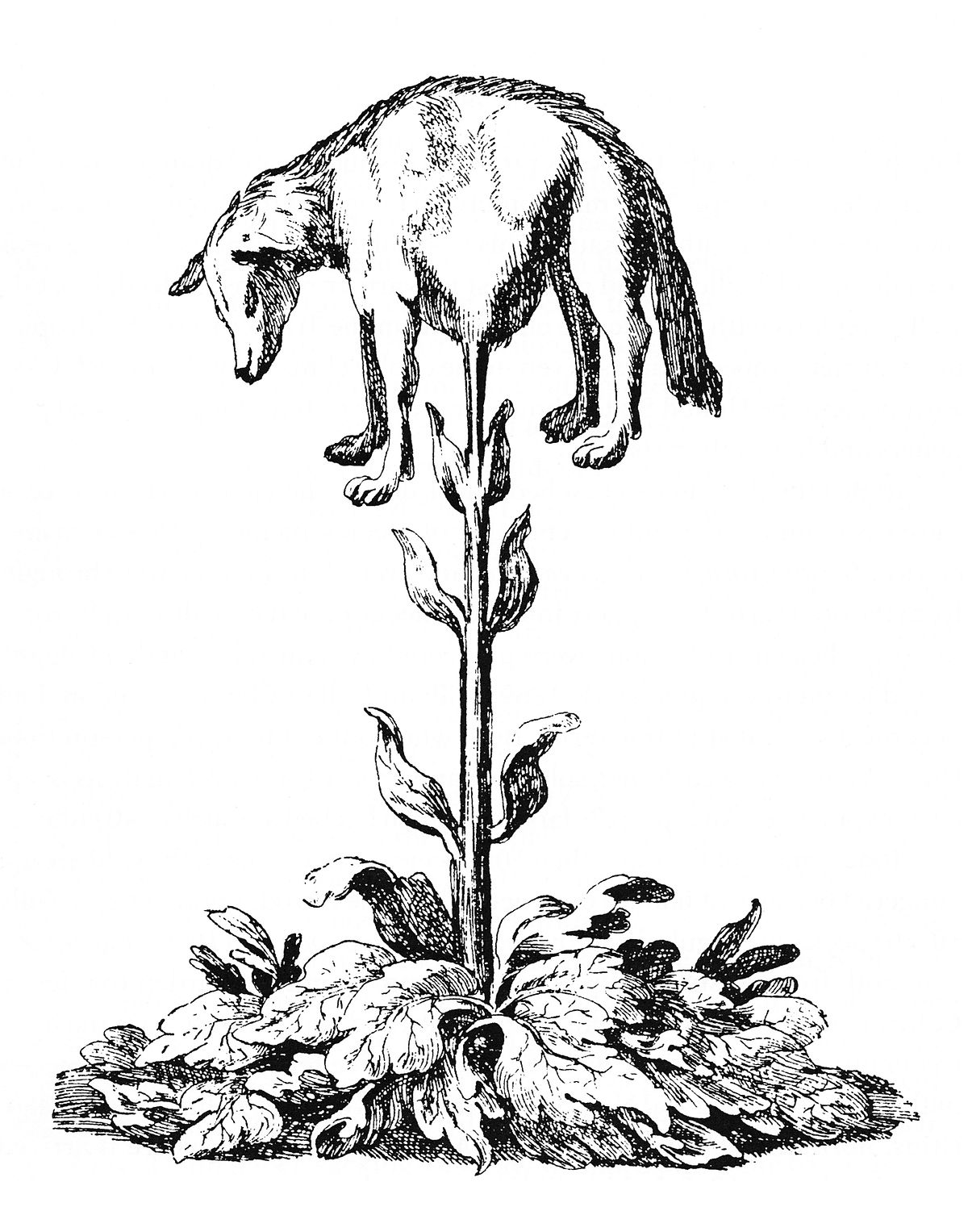 1200x1527 Vegetable Lamb Of Tartary - Cotton Plant Drawing