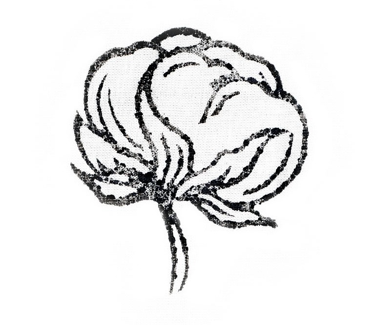 Cotton Plant Drawing at Explore collection of
