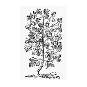 300x300 botany cotton plant, drawing - Cotton Plant Drawing