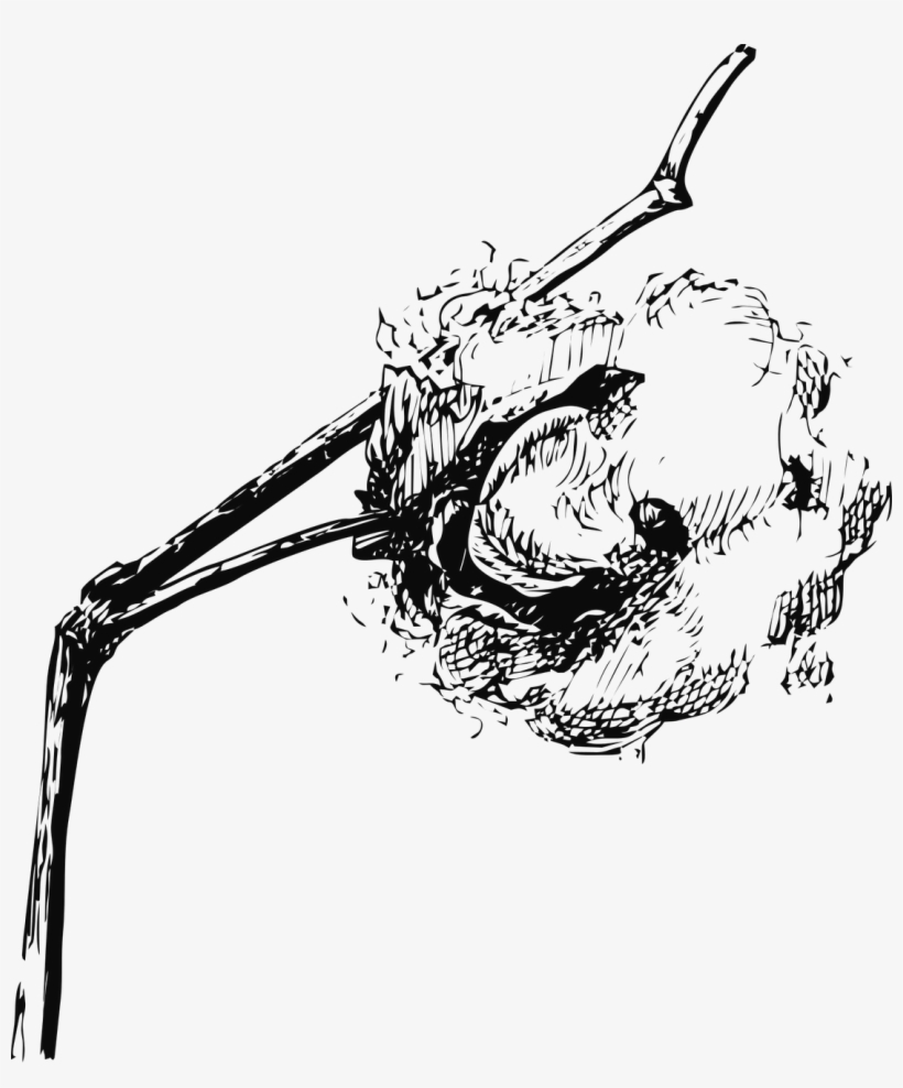 820x988 cotton,cotton vector graphics - Cotton Plant Drawing