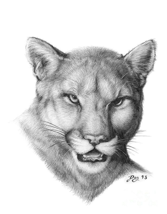 702x900 cougar drawing - Cougar Drawing