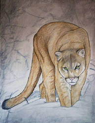 193x250 cougar drawing - Cougar Drawing
