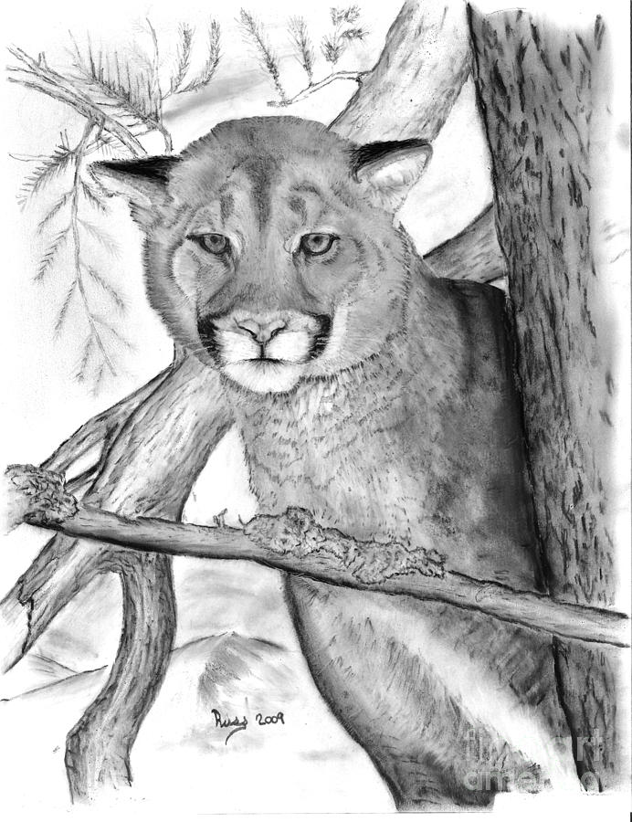 692x900 cougar in tree drawing - Cougar Drawing
