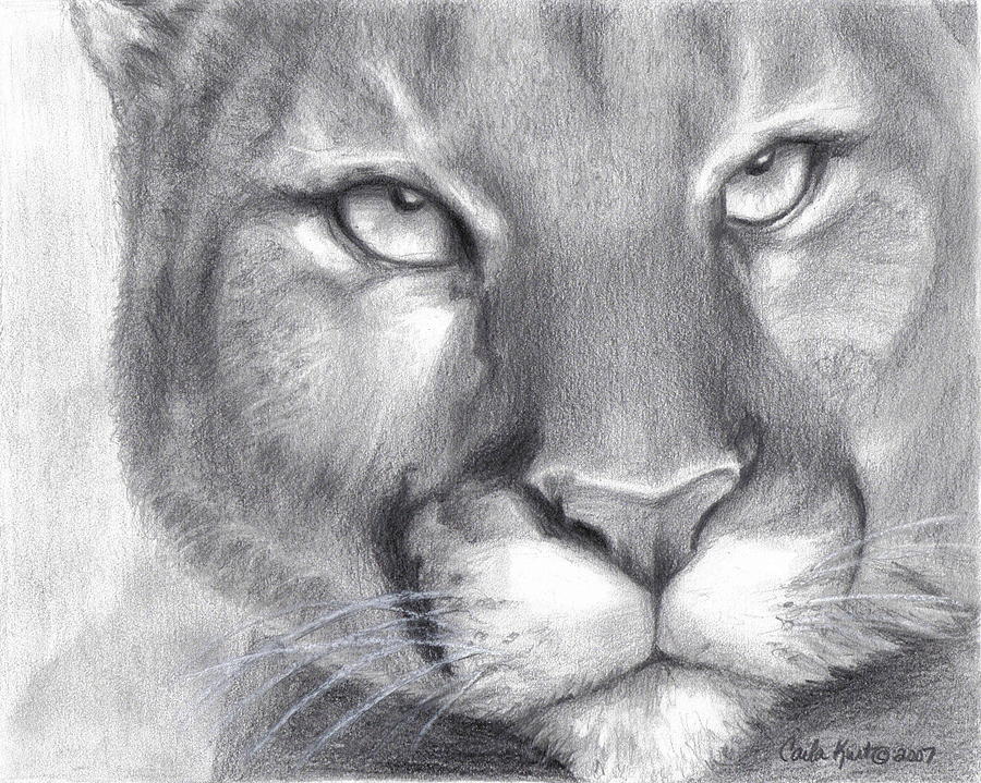 900x719 cougar spirit drawing - Cougar Drawing