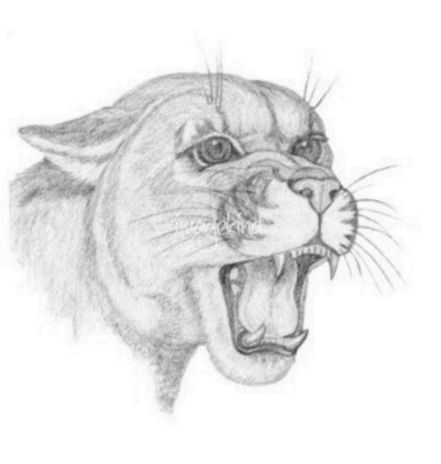 618x650 cougar - Cougar Drawing