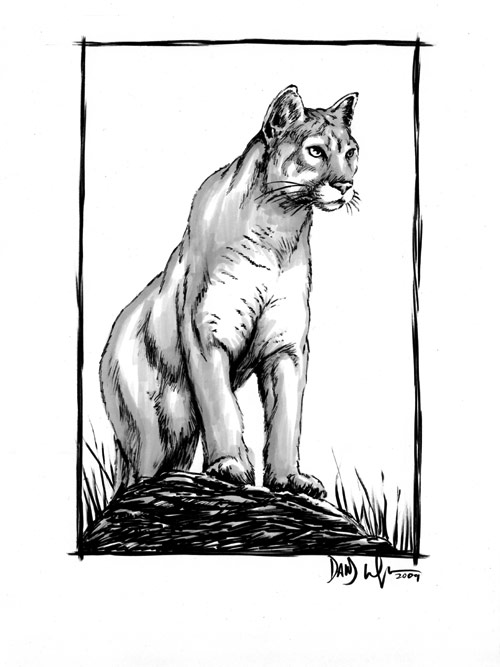 500x667 davedrawscomics the blog! cougar drawing for dad - Cougar Drawing