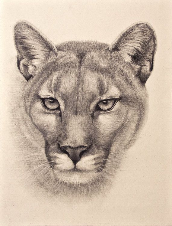 570x747 graphite drawing of a cougar ref photo courtesy of jenny - Cougar Drawing