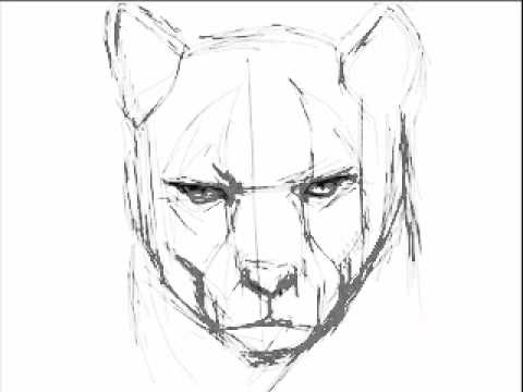 480x360 how to draw a cougar - Cougar Drawing