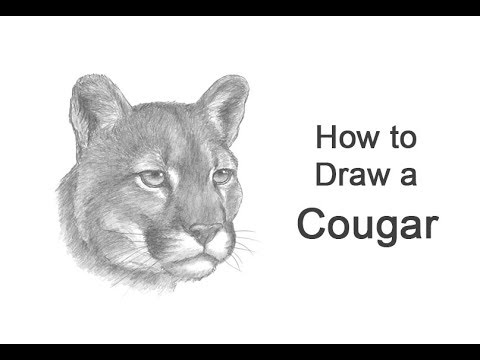 480x360 how to draw a cougar mountain lion - Cougar Drawing