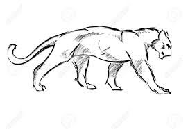 271x186 image result for cougar drawing study drawing draw, drawing - Cougar Drawing